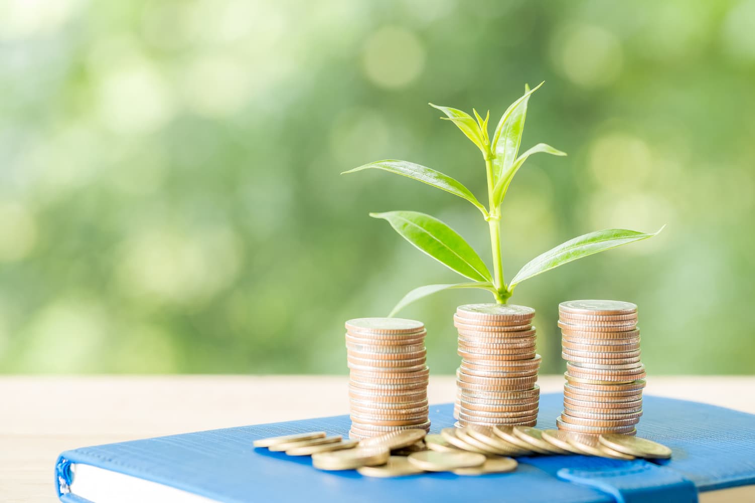 Growth and investment: plant growing from coins on a book, symbolizing business capital and prosperity
